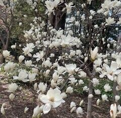 季節の変わり目は体調もゆらぎやすいので、黄土よもぎ蒸しで整えよう